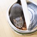 猫が『お腹が空いている』時にする行動5選