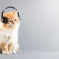 猫にまつわる曲のジャンル別オススメ名曲選！