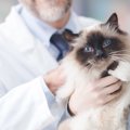 猫のアポクリン腺癌とは？症状や早期発見のカギ
