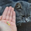 猫の寄生虫の薬 種類や飲ませ方　