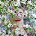 猫が『春にかかりやすい病気』5選！効果的な予防策とは？