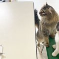 パソコンをたしなみweb会議に出席する気満々の猫さん達が話題！