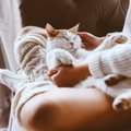 猫に長生きしてもらうために飼い主がするべき８つのケア