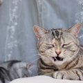 猫がくしゃみを何回もするとき考えられる原因５つ