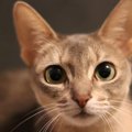 大きな耳を持つ猫の品種４選
