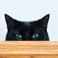 夏目漱石が飼っていた猫は「吾輩は猫である」のモデル
