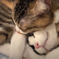 寒い朝…絡まって寝る猫ちゃんたちが可愛い