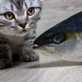 猫が青魚を食べると病気になる？食べると危険なお刺身とは