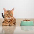 猫の『療法食』は何が違うの？通常のフードとの違い3つと与える場合の…