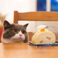 猫の『盗み食い』が招く危険3つ！食べたくなる心理とうまく予防する方…
