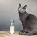 猫に牛乳をあげてもいいの？与え方や注意点、おすすめの猫用ミルクを…