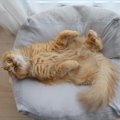 猫が『ヘソ天』で寝るのはなぜ？その理由や注意すべきこと