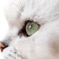 猫の目に関する特徴や基礎知識