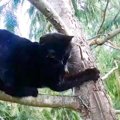 木の上から降りられない猫…安全に保護するための秘訣とは？