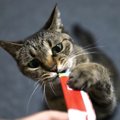 猫にチュールは危険なの？含まれる成分や上手な与え方を紹介！