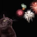 花火で猫が驚いた時の５つの対処法