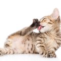 猫が身体を『舐め続けている』ときは要注意！　5つの原因と対処法