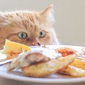 猫に与えてはダメ！危険な食べ物９つと対処法