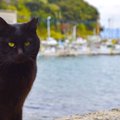 猫の島「青島」おすすめスポット、観光に行く時のマナー
