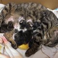 保護猫は妊婦ちゃんだった！愛猫ココと家族のハプニング物語