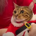 コスプレにおやつ！クリスマスを楽しむ猫ちゃんたち♡