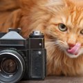 猫の『映え写真』を撮るコツ5選！使えるアイテムもご紹介！