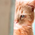 『寂しがりやな猫』の特徴4つ！不安にさせないための方法はあるの？
