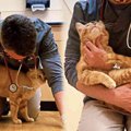 ひどい怪我で安楽死寸前の野良猫…獣医師が下した決断とは？