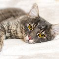猫がかかりやすい『代表的な病気』6選！それぞれの特徴を解説