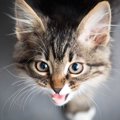 『よく鳴く猫』と『鳴かない猫』にはどんな特徴がある？