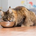 猫の早食いを放置するとかかる『超危険な病気』３選