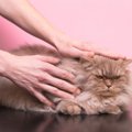 猫に『苦労』をかける人の特徴4選