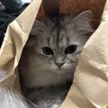 猫が紙袋を好きな理由３つ