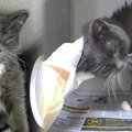 保護施設に預けられた23才の老猫……超速で幸せをつかんだ姿に感涙！