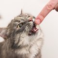 子猫が甘噛みする理由とは？ダメ！を教える方法について