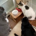 【感動】新人保護猫さんの「ご飯を見守る会」先住猫たちが結成！