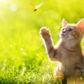 猫のかわいい画像を無料で楽しめるおすすめサイト３選