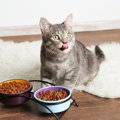 猫に与える餌の量を計算する3つの方法と注意点