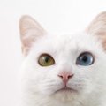 猫の目の色が変わる2つの原因と注意したい病気