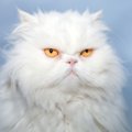 ブサカワ猫ちゃん好きな人必見！写真で見る鼻ぺちゃ・ツルツル猫12品種