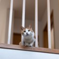 「猫の完全室内飼い」ニュージーランドでは30％の飼い主が「反対」