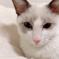 生後5ヵ月で闘病生活2ヵ月…FIPと闘い抜いた保護猫サスケ
