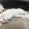 猫がバンザイのポーズで寝ているときの心理４つ