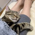 飼い主の足の間で寝る猫の心理３つ