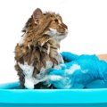 猫のシャンプー頻度は？洗う負担を減らすために飼い主がすべき行動を…