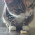 「うむむ？これは…」食いしん坊猫のレイラさん、初めての卵豆腐のご感…