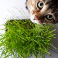 猫飼いは知っておくべき安全な『観葉植物』3選　置くときに注意するべ…