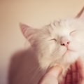 猫が「顎の下を触られる」と喜ぶ3つの理由と上手な触り方