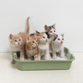 猫の自動トイレの特徴や選び方、おすすめ商品
