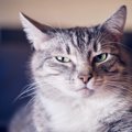 猫が『心を閉ざしている時』する仕草や変化５選